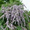 Mop Top™ Fountain Butterfly Bush (Buddleia) 2 Mop Top™ Fountain Butterfly Bush (Buddleia) -Garden Plants Store Mop Top Butterfly Bush