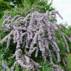 Mop Top™ Fountain Butterfly Bush (Buddleia)