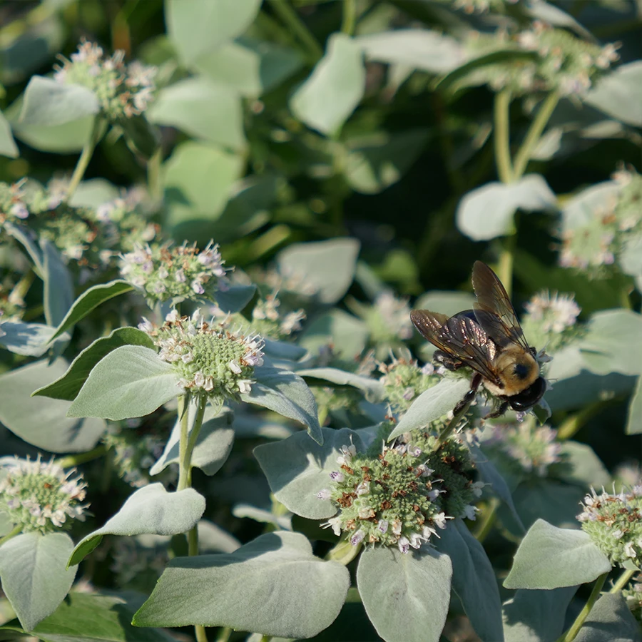 Blunt Mountain Mint (Pycnanthemum Muticum) 6 Blunt Mountain Mint (Pycnanthemum Muticum) - Image 4