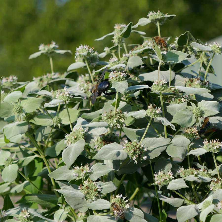 Blunt Mountain Mint (Pycnanthemum Muticum) 3 Blunt Mountain Mint (Pycnanthemum Muticum)