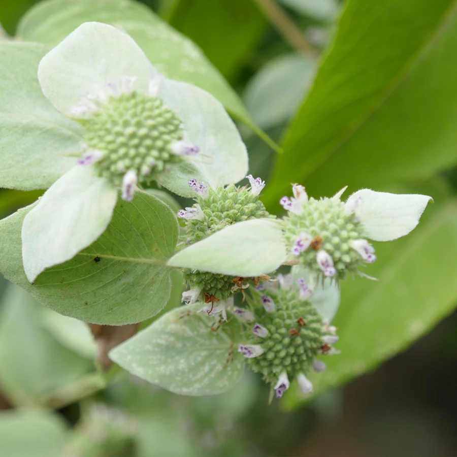 Blunt Mountain Mint (Pycnanthemum Muticum) 8 Blunt Mountain Mint (Pycnanthemum Muticum) - Image 6