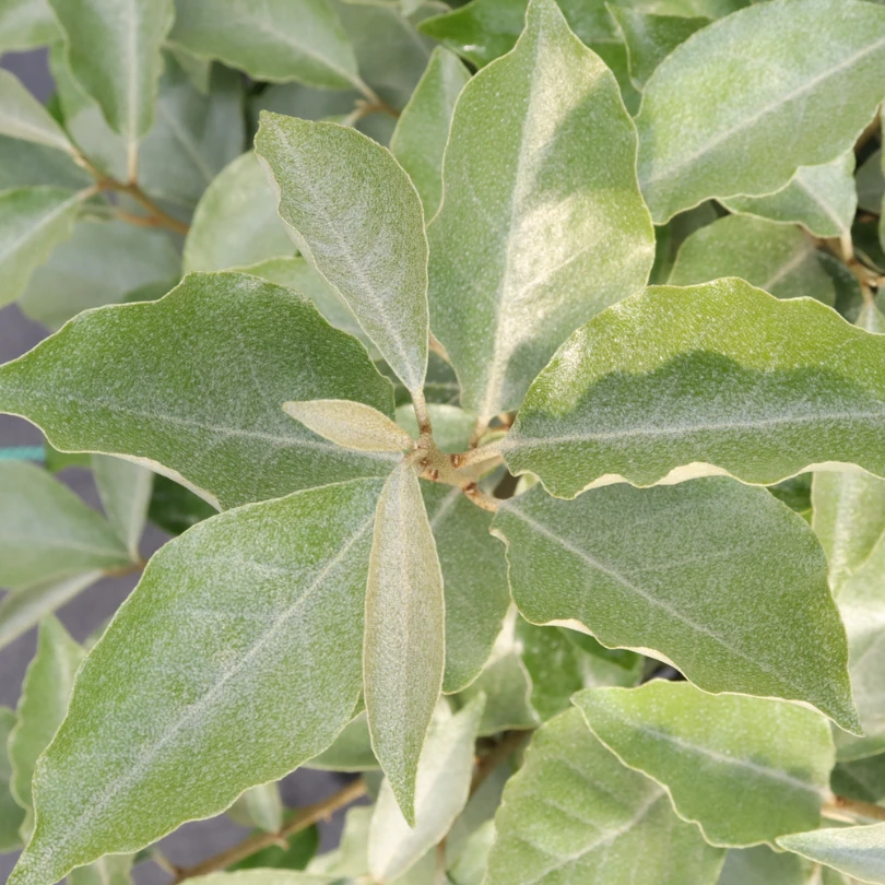 Mr. Smooth™ Seedless Thornless Silverthorn (Eleagnus) 5 Mr. Smooth™ Seedless Thornless Silverthorn (Eleagnus) - Image 3