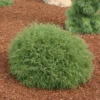 Mr. Bowling Ball® Arborvitae -Garden Plants Store MrBowlingBallArb
