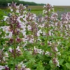 Whispurr™ Pink Catmint 1 Whispurr™ Pink Catmint -Garden Plants Store NEP19 25794