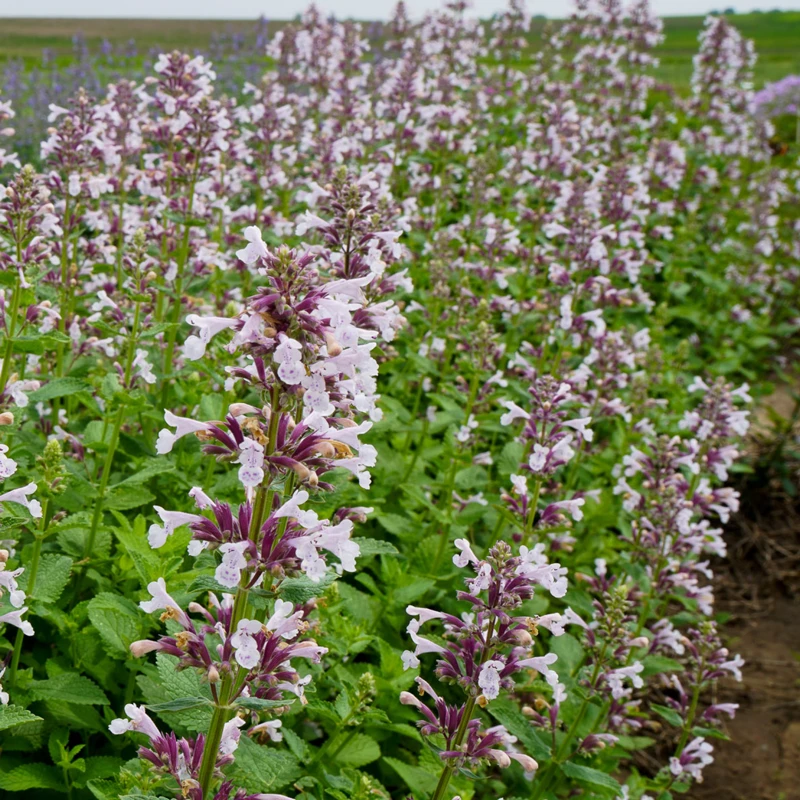 Whispurr™ Pink Catmint 4 Whispurr™ Pink Catmint - Image 2