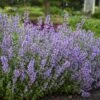 'Cat's Meow' Catmint -Garden Plants Store Nepeta Cats Meow 1 P sw