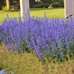 'Cat's Meow' Catmint -Garden Plants Store Nepeta Cats Meow 4 P sw