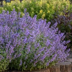 'Cat's Meow' Catmint -Garden Plants Store Nepeta Cats Meow 5 P sw