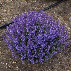 'Cat's Pajamas' Catmint 12 'Cat's Pajamas' Catmint -Garden Plants Store Nepeta Cats Pajamas 5 P sw
