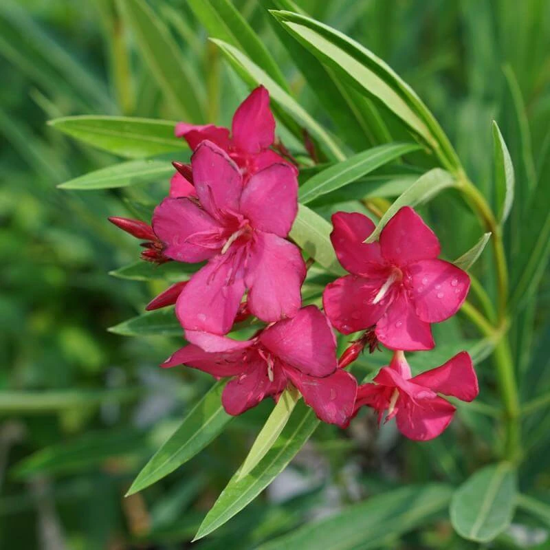 Austin Pretty Limits® Oleander 3 Austin Pretty Limits® Oleander