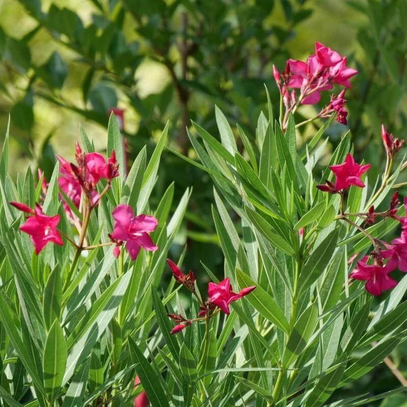 Austin Pretty Limits® Oleander 4 Austin Pretty Limits® Oleander - Image 2
