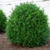 NewGen Independence® Boxwood 1 NewGen Independence® Boxwood -Garden Plants Store NewGen Independence3