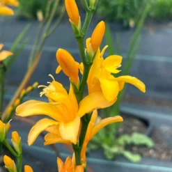 Nova® ‘Gold Dust' Montbretia (Crocosmia) -Garden Plants Store Nova GoldDust Montbretia Crocosmia 2