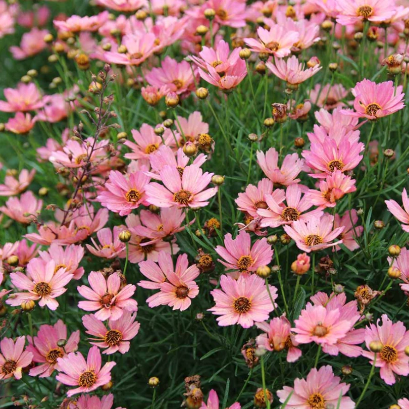 Nova® ‘Sunstone’ Tickseed (Coreopsis) 3 Nova® ‘Sunstone’ Tickseed (Coreopsis)