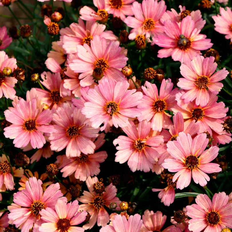 Nova® ‘Sunstone’ Tickseed (Coreopsis) 4 Nova® ‘Sunstone’ Tickseed (Coreopsis) - Image 2