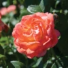 Orange Glow™ Knock Out® Rose -Garden Plants Store Orange Knock Out Rose 1