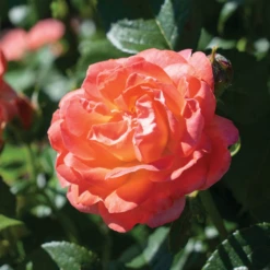 Orange Glow™ Knock Out® Rose