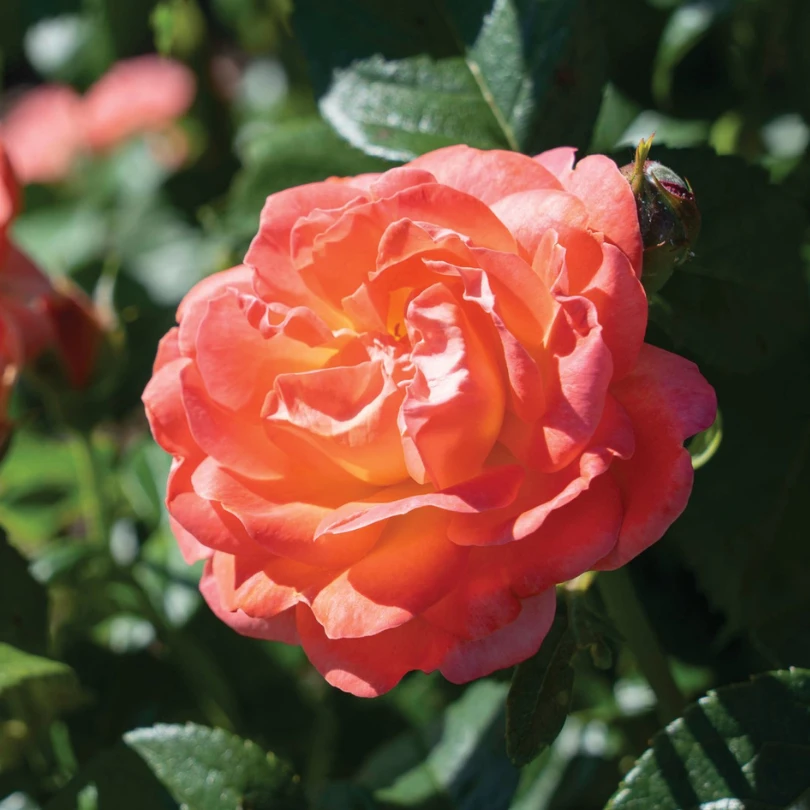 Orange Glow™ Knock Out® Rose 3 Orange Glow™ Knock Out® Rose