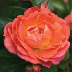 Orange Glow™ Knock Out® Rose 7 Orange Glow™ Knock Out® Rose -Garden Plants Store Orange Knock Out Rose 2