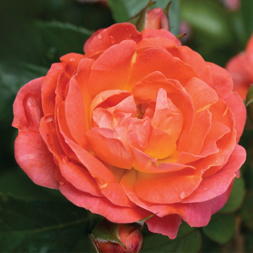 Orange Glow™ Knock Out® Rose 5 Orange Glow™ Knock Out® Rose - Image 3