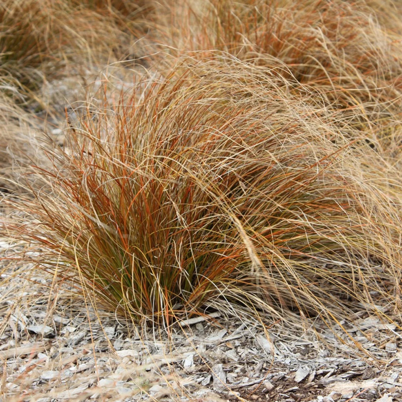 Orange New Zealand Sedge (Carex) 3 Orange New Zealand Sedge (Carex)