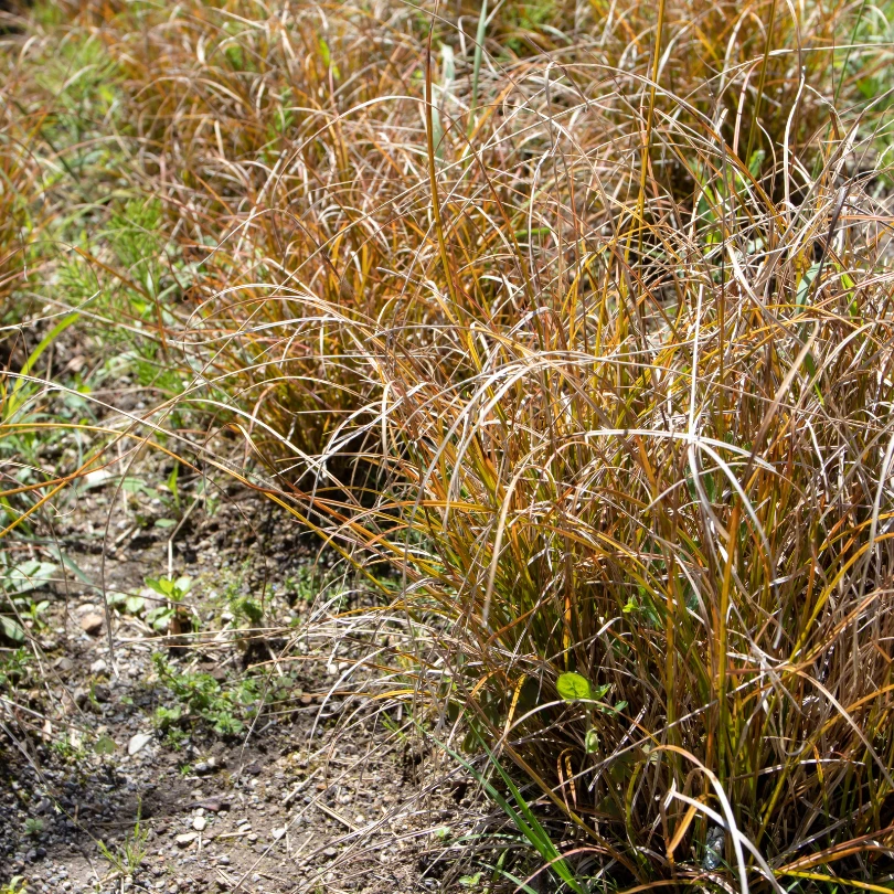 Orange New Zealand Sedge (Carex) 4 Orange New Zealand Sedge (Carex) - Image 2