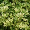 'Goshiki' Holly Osmanthus -Garden Plants Store OsmanthusGoshikifoliage 800x800 0b55c57