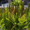 Royal Fern 2 Royal Fern -Garden Plants Store Osmunda regalis