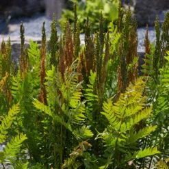 Royal Fern