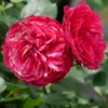 Oso Easy Red Stripe™ Rose -Garden Plants Store OsoEasyRedStripe Rose