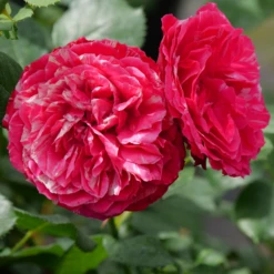 Oso Easy Red Stripe™ Rose