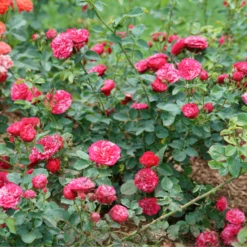 Oso Easy Red Stripe™ Rose -Garden Plants Store OsoEasyRedStripe Rose 2