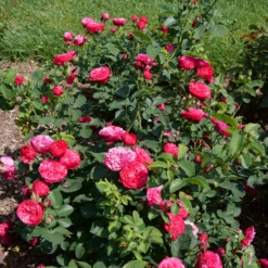 Oso Easy Red Stripe™ Rose -Garden Plants Store OsoEasyRedStripe Rose 3