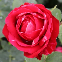 Oso Easy Red Stripe™ Rose -Garden Plants Store OsoEasyRedStripe Rose 4