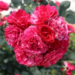 Oso Easy Red Stripe™ Rose -Garden Plants Store OsoEasyRedStripe Rose 5