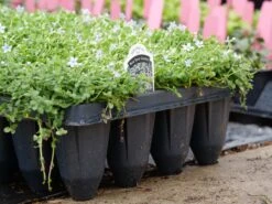 Blue Star Creeper (Isotoma Fluviatilis) 19 Blue Star Creeper (Isotoma Fluviatilis) -Garden Plants Store P1064381
