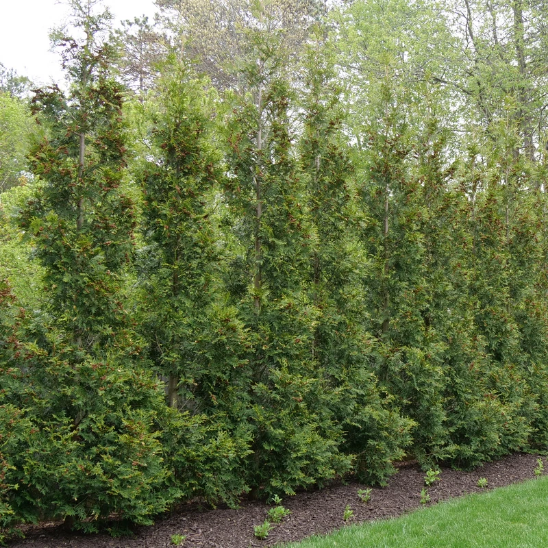 Full Speed A Hedge® 'American Pillar' Arborvitae 4 Full Speed A Hedge® 'American Pillar' Arborvitae - Image 2