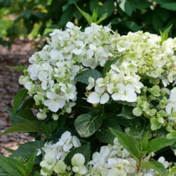 Fairytrail™ White Cascade Hydrangea -Garden Plants Store P1214369 800x800 8731f55