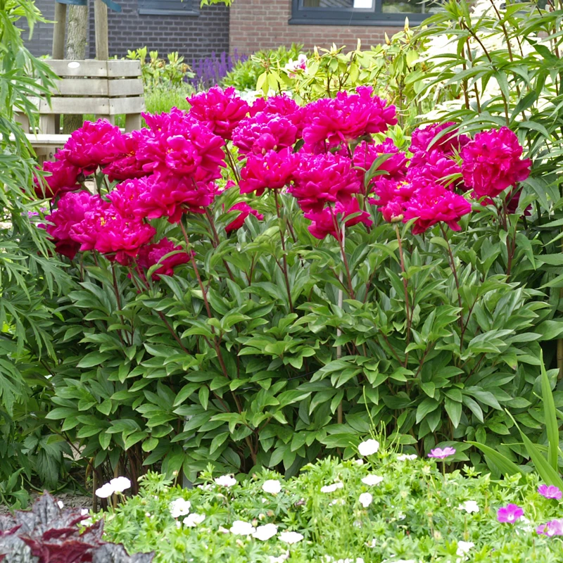 'Karl Rosenfield' Peony 4 'Karl Rosenfield' Peony - Image 2