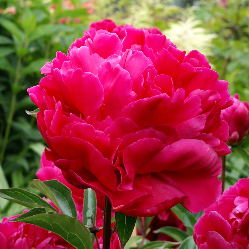 'Karl Rosenfield' Peony 5 'Karl Rosenfield' Peony - Image 3