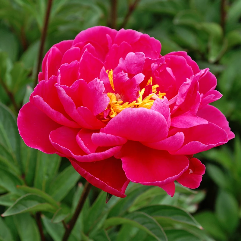 'Karl Rosenfield' Peony 6 'Karl Rosenfield' Peony - Image 4