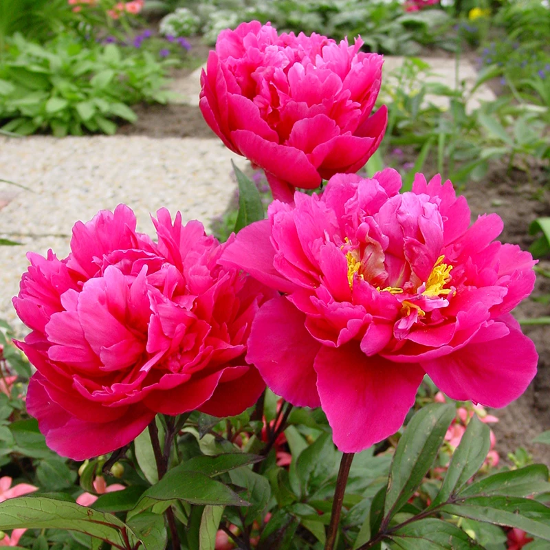 'Karl Rosenfield' Peony 7 'Karl Rosenfield' Peony - Image 5
