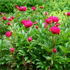 'Karl Rosenfield' Peony 13 'Karl Rosenfield' Peony -Garden Plants Store PaeoniaKarlRosenfield 160603gbo096