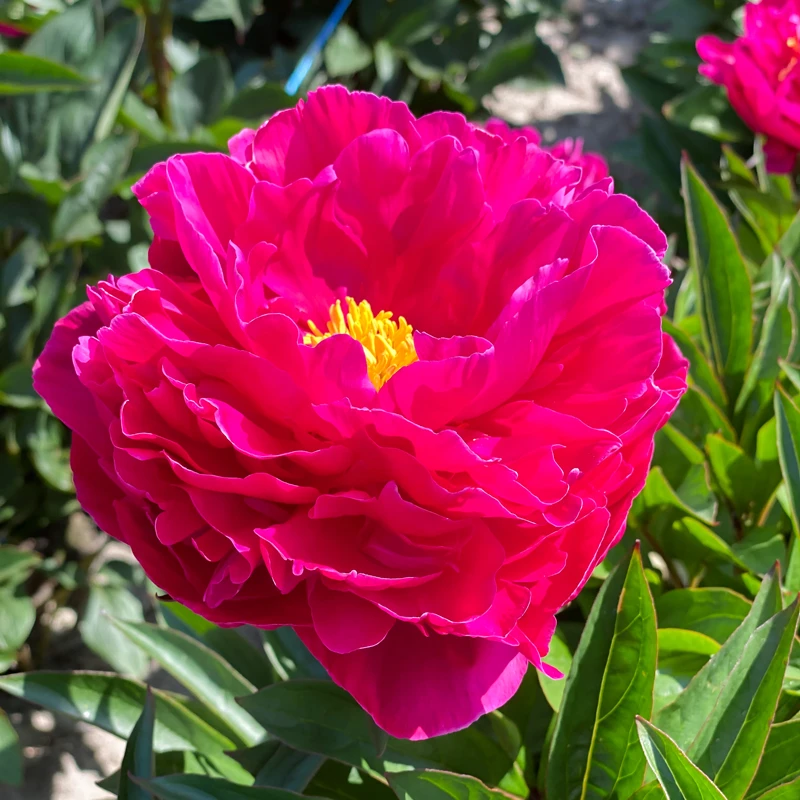 'Karl Rosenfield' Peony 3 'Karl Rosenfield' Peony