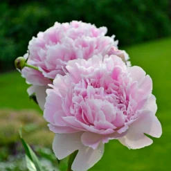 'Sarah Bernhardt' Peony -Garden Plants Store PaeoniaSarahBernhardt 130620cre002