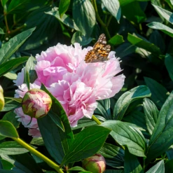 'Sarah Bernhardt' Peony -Garden Plants Store PaeoniaSarahBernhardtwithbutterfly 160606gbo017