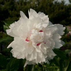 'Festiva Maxima' Peony -Garden Plants Store Paeonia FestivaMaxima 1