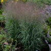 Prairie Winds® 'Apache Rose' Switchgrass