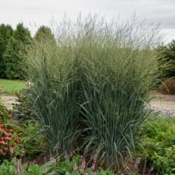 Prairie Winds® 'Totem Pole' Switchgrass 5 Prairie Winds® 'Totem Pole' Switchgrass -Garden Plants Store PanicumvirgatumTotemPolePP29951CPBRAF0002highres 800x800 1c3bc03