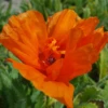 'Harvest Moon' Oriental Poppy -Garden Plants Store PapaverHarvestMoon 170914kwe003